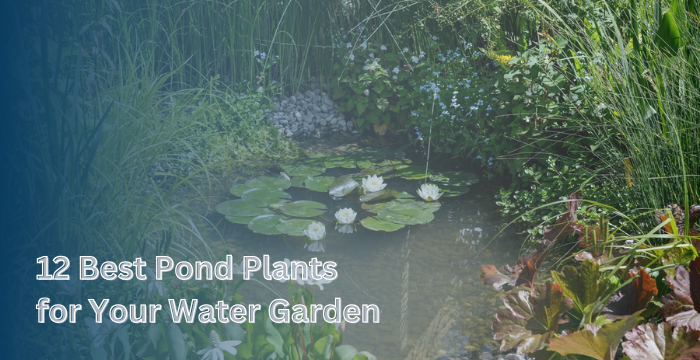 12 Best Pond Plants for 12 Best Pond Plants - Must Explore  Midwest Ponds