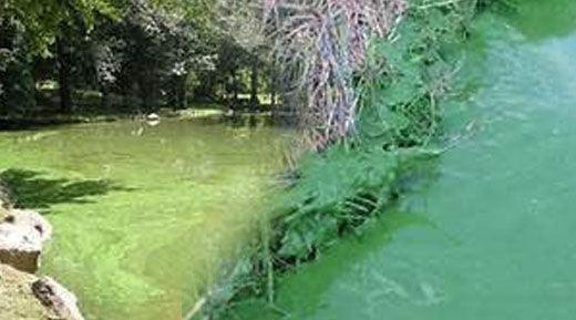 Dealing with Planktonic Algae: Strategies for Control and Maintenance - Midwest Ponds