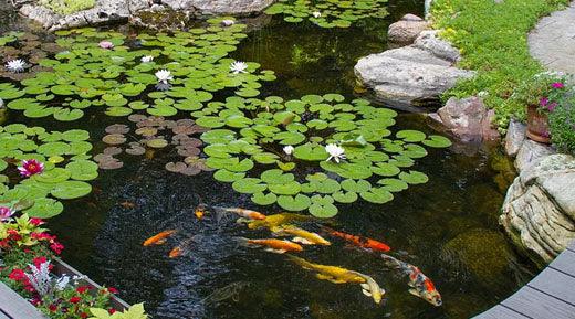 Carbon, and Why It’s Important in Your Pond Fish health - Midwest Ponds