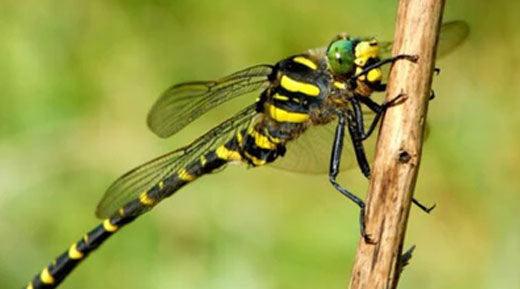 Underwater denizens of your backyard pond: Dragonflies - Midwest Ponds