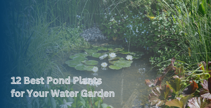 12 Best Pond Plants for Your Water Garden