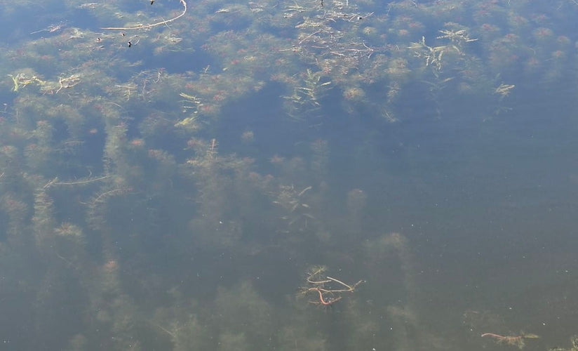 Pond Weeds Identification: A Guide from a Pond Specialist