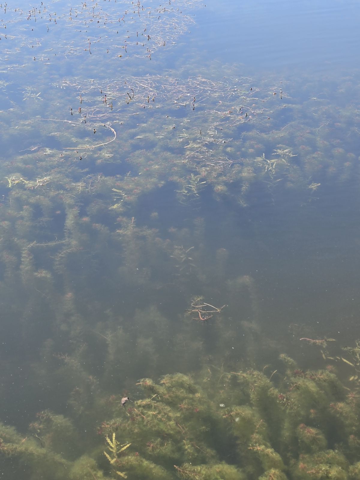 Pond Weeds Identification: A Guide from a Pond Specialist