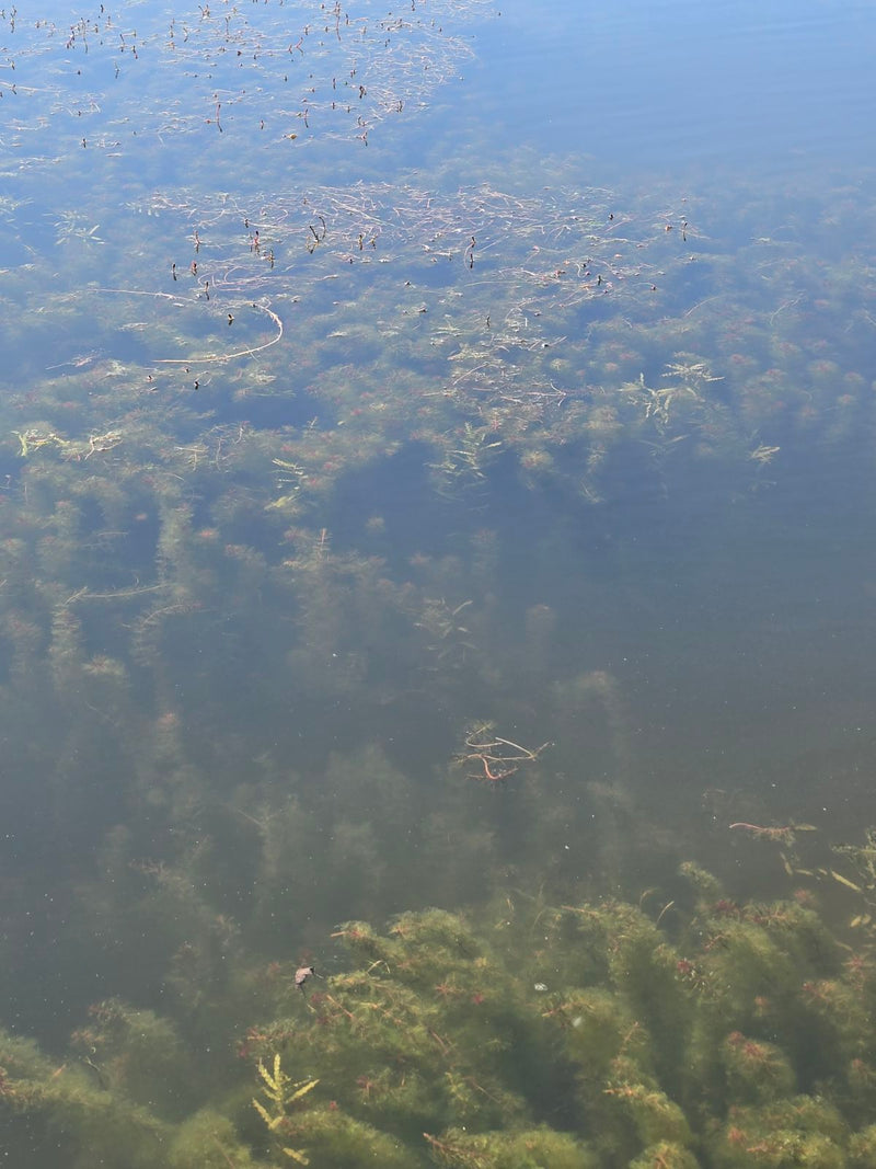 Pond Weeds Identification: A Guide from a Pond Specialist