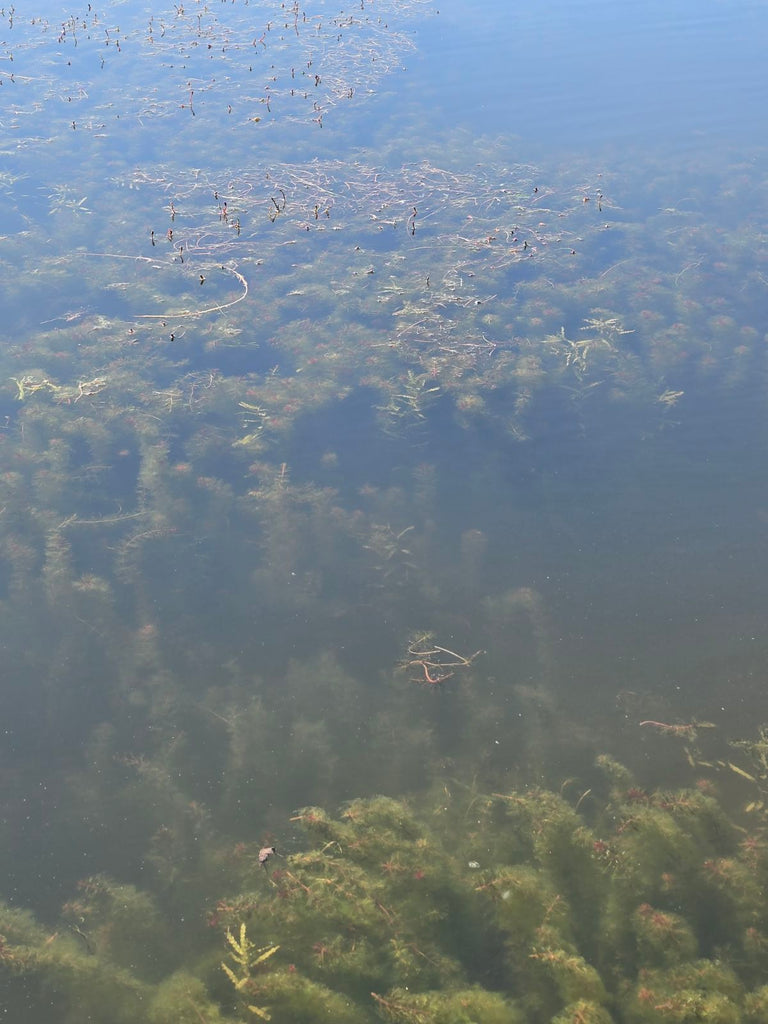 Pond Weeds Identification: A Guide from a Pond Specialist