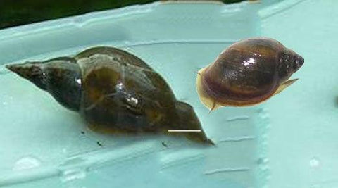 Pond Snails: Mostly Good.…. Sometimes A Sign of ponds Problems - Midwest Ponds