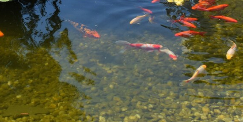 7 Species of Algae-Eating Fishes for Your Pond