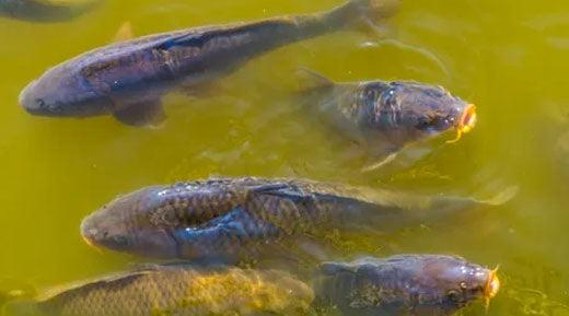 Navigating Springtime Challenges for Fish Health in Ponds and Water Gardens - Midwest Ponds