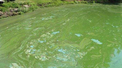 Summertime Algae: How to Prevent and Manage Algae Blooms in Your Pond or Water Garden - Midwest Ponds