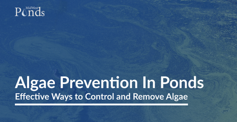 Algae Prevention in Ponds: Effective Ways to Control and Remove Algae