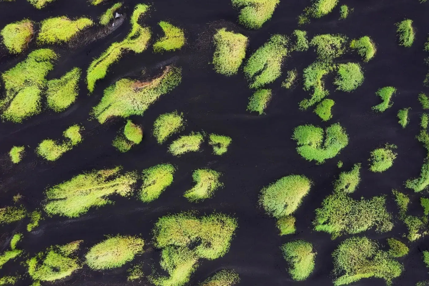 Algae  -- The Good, the Bad, and the Ugly: Algae and its Role in the Ecosystem