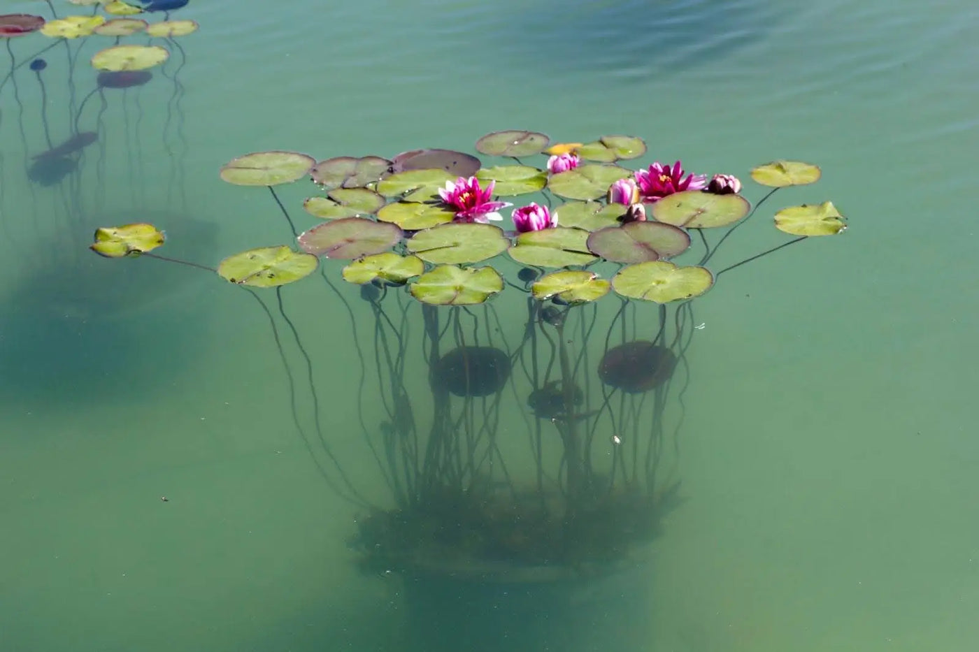 Aquatic Plants 101: How Aquatic Plants Can Help Keep Your Pond Clean