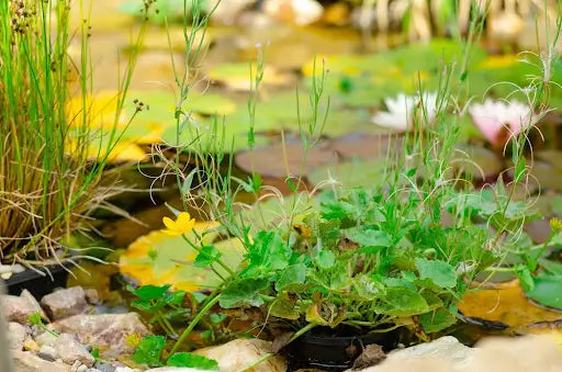Aquatic Pond Plants, and their Role in the Ecosystem
