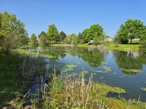 Managing Large Landscape Ponds During the Summer: Key Maintenance Issues and Solutions