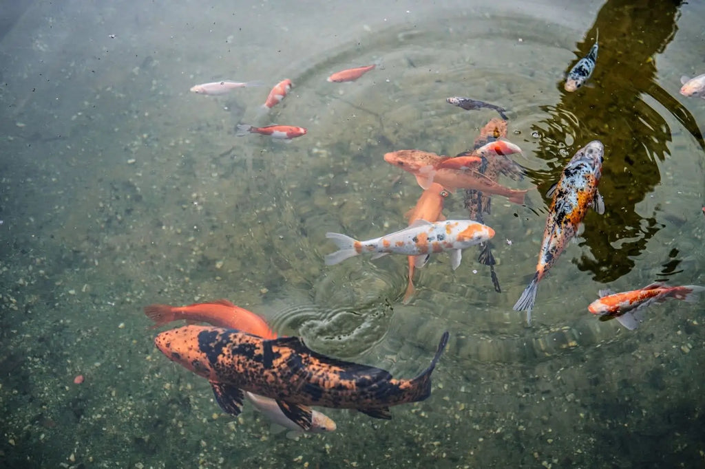 Managing Your Fishery: Tips for Growing Big Fish and Maintaining a Small Ponds