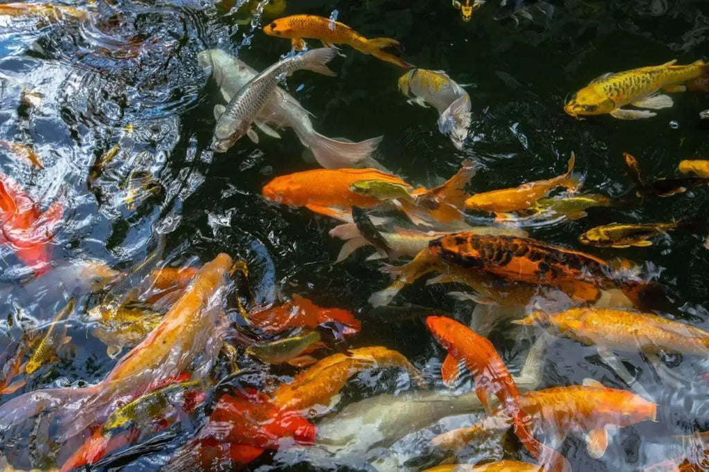 Navigating Springtime Challenges for Fish Health in Ponds and Water Gardens