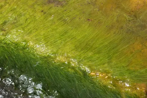 Dealing with Planktonic Algae: Strategies for Control and Maintenance
