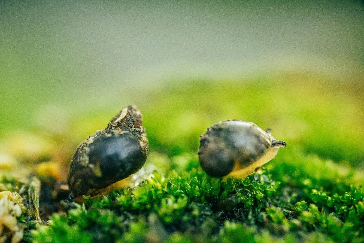 Pond Snails: Mostly Good.…. Sometimes A Sign of ponds Problems