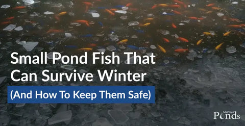 Small Pond Fish That Can Survive Winter (and How to Keep Them Safe)