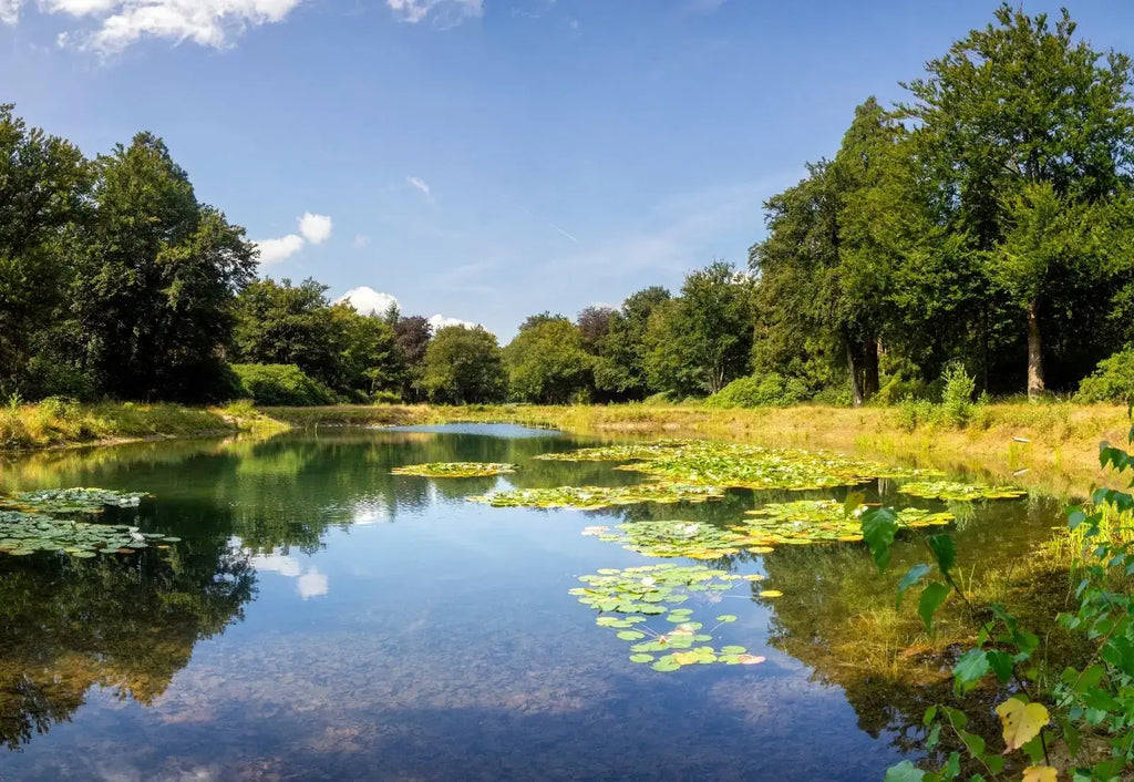 Summer Pond Maintenance: Tips for Keeping Fish Happy and Water Looking Great