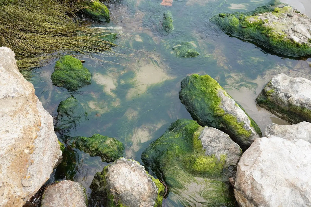 Summertime Algae: How to Prevent and Manage Algae Blooms in Your Pond or Water Garden