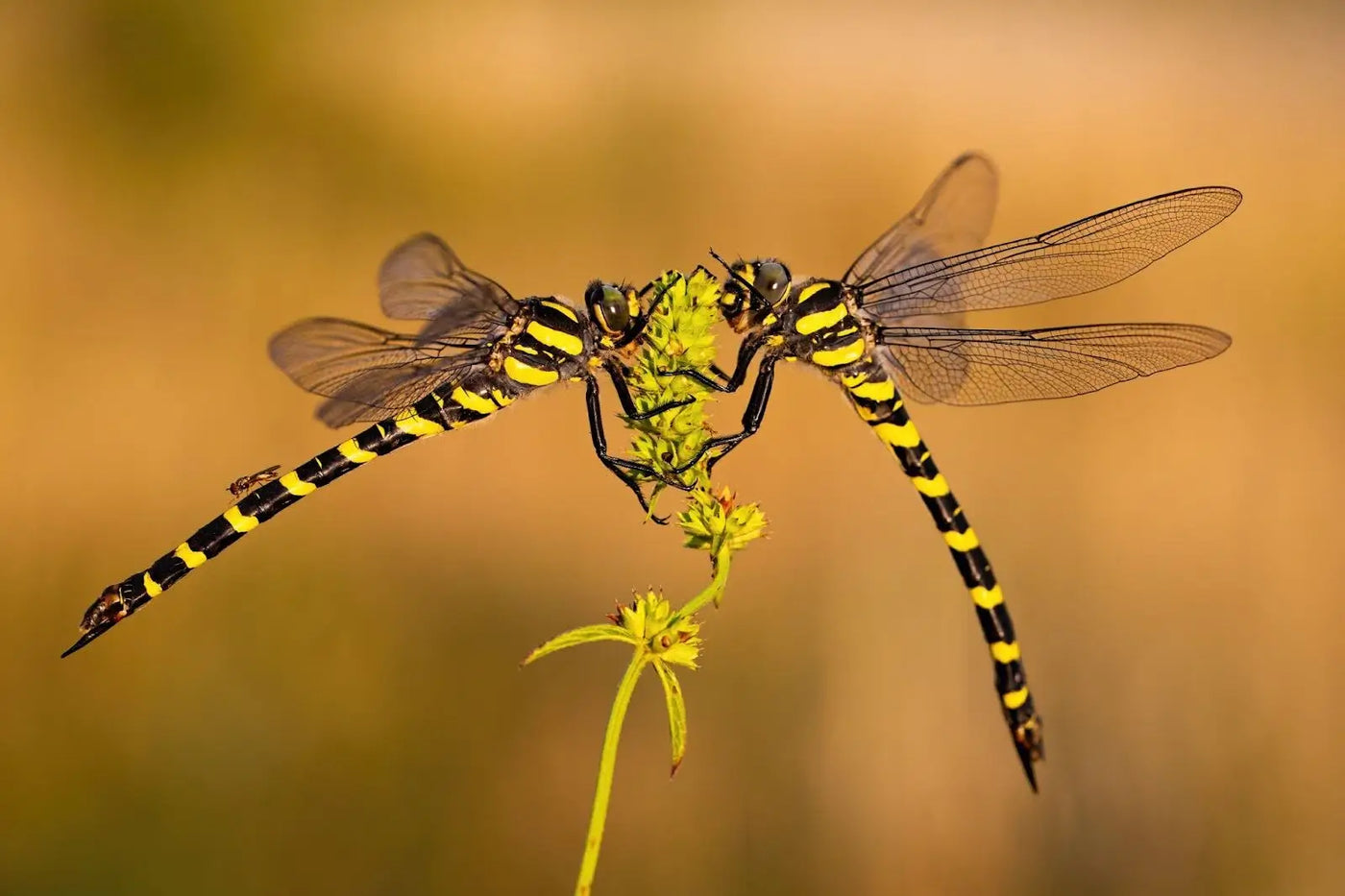 Underwater denizens of your backyard pond: Dragonflies