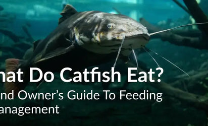 What Do Catfish Eat? A Pond Owner’s Guide to Feeding & Management