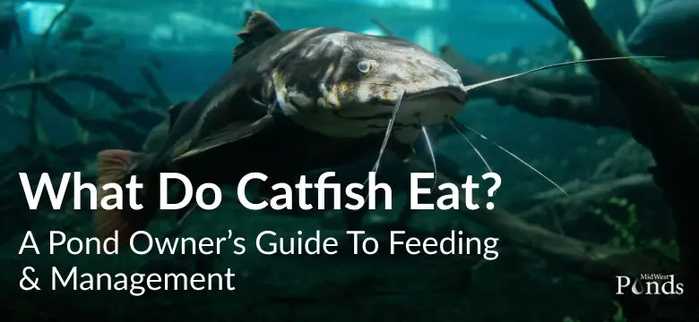 What Do Catfish Eat? A Pond Owner’s Guide to Feeding & Management