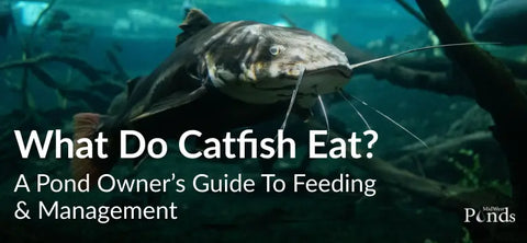 What Do Catfish Eat? A Pond Owner’s Guide to Feeding & Management