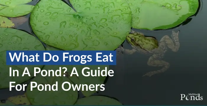 What Do Frogs Eat in a Pond? A Guide for Pond Owners
