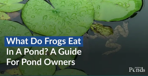 What Do Frogs Eat in a Pond? A Guide for Pond Owners