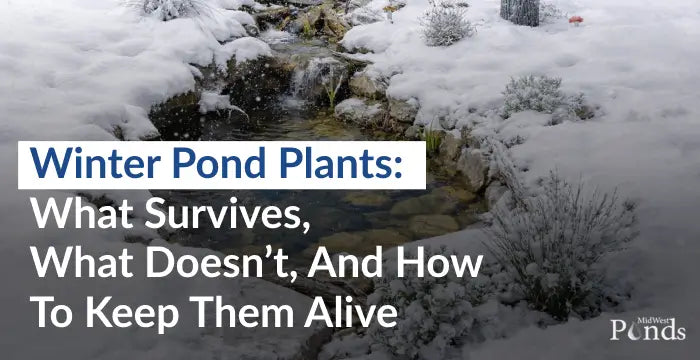 Winter Pond Plants: How to Protect Them from the Cold – Midwest Ponds