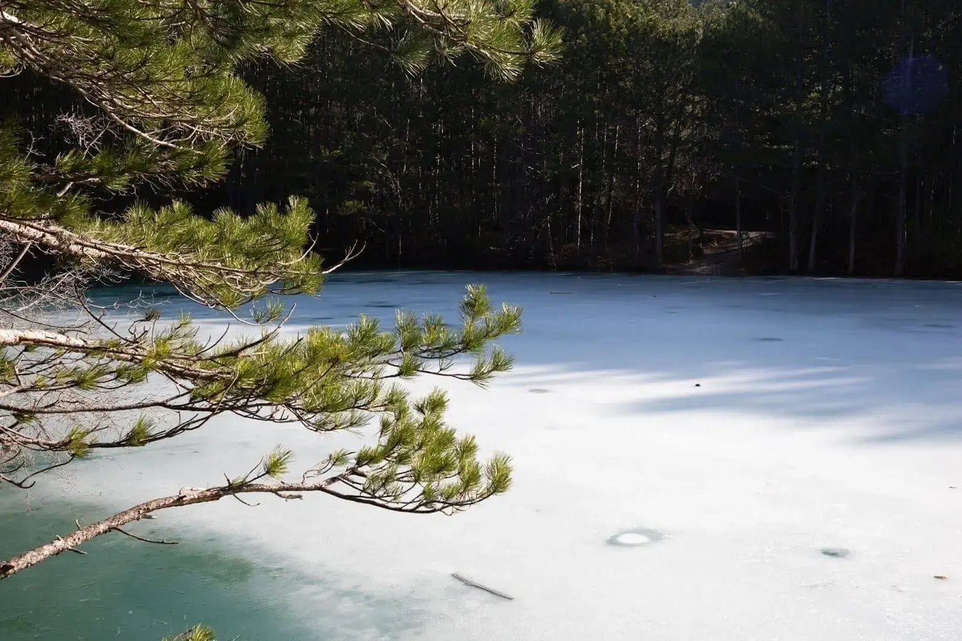 Winter Wonders: The Hidden Nutrient Cycles of Frozen Ponds