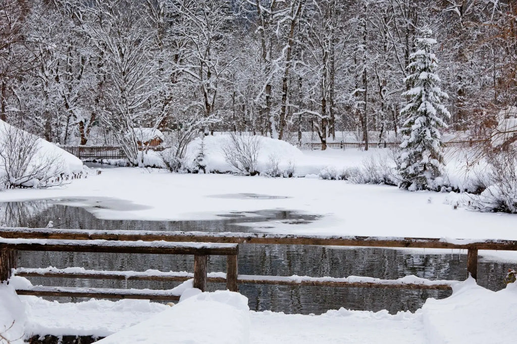 Winterize your Pond: Keep your Fish Alive and Make Springtime Easier