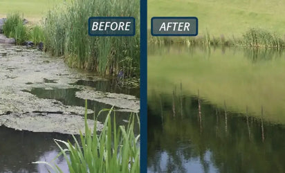 Algae Control in the Hot Summer Months: Managing Nutrients, Cyanobacteria, and Pond Health