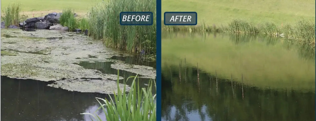 Algae Control in the Hot Summer Months: Managing Nutrients, Cyanobacteria, and Pond Health