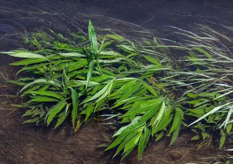 American Pondweed Control: How to Manage Growth Without Harming Your Pond