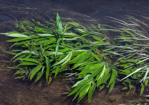 American Pondweed Control: How to Manage Growth Without Harming Your Pond