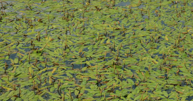 American Pondweed Control: How to Manage Growth Without Harming Your Pond