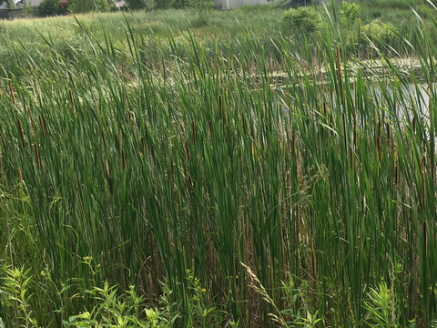 How to Get Rid of Cattails in a Pond: A Step-by-Step Guide