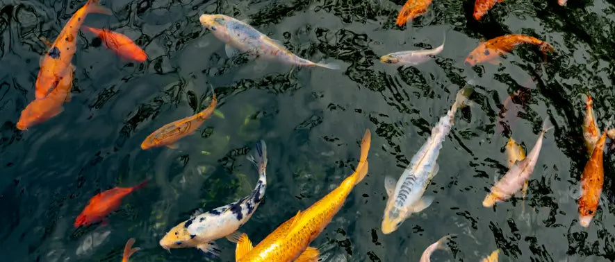 How Do Fish Get in Ponds?