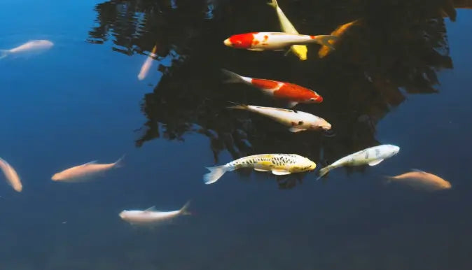 7 Species of Algae-Eating Fishes for Your Pond