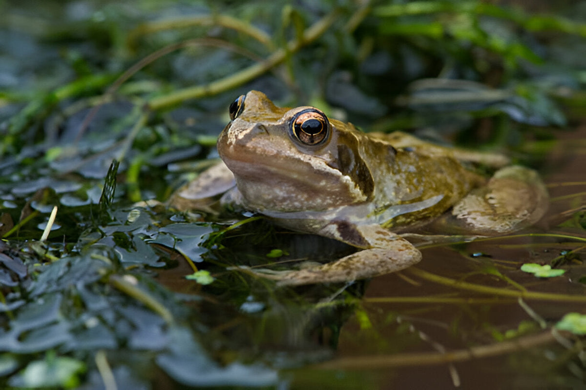 Common Frogs and the Toad of the Midwest … Water Quality and Diversity in Small Ponds