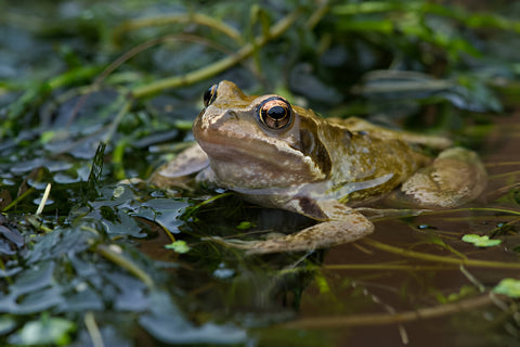 Common Frogs and the Toad of the Midwest … Water Quality and Diversity in Small Ponds