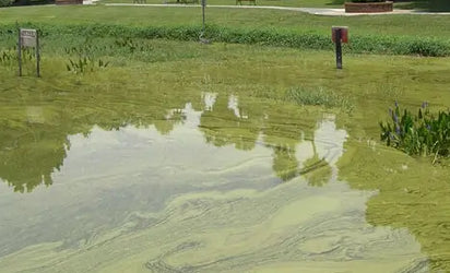Why Is My Pond Green in July? — Algae Causes & Midwest Fixes