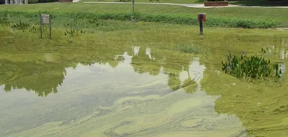 Why Is My Pond Green in July? — Algae Causes & Midwest Fixes