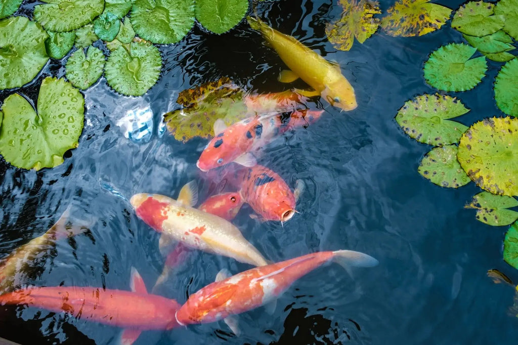 Growing Big Healthy Fish in Your Pond