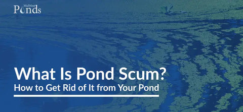 What is Pond Scum? How to Get Rid of It from Your Pond