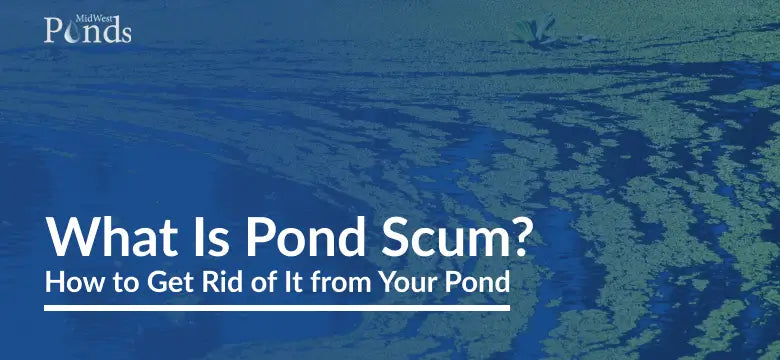 What is Pond Scum? How to Get Rid of It from Your Pond