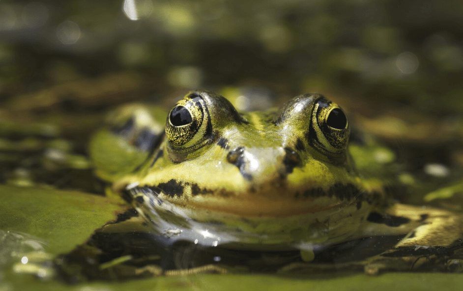 What Do Frogs Eat in a Pond? A Guide for Pond Owners